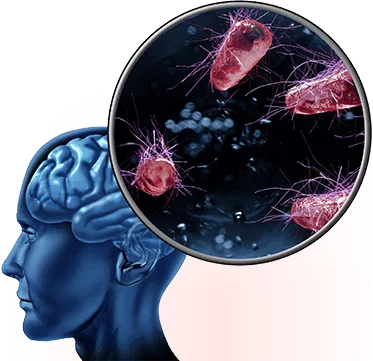 The Memory Wave program